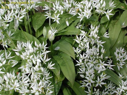 Allium ursinum - 