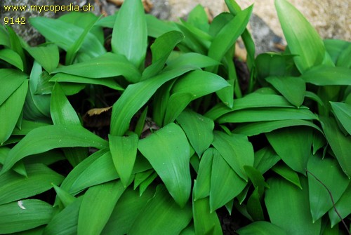 Allium ursinum - 