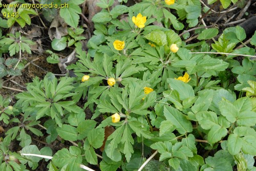 Anemone ranunculoides - 