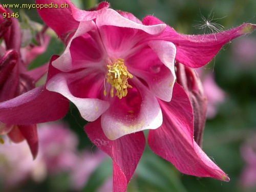 Aquilegia - 