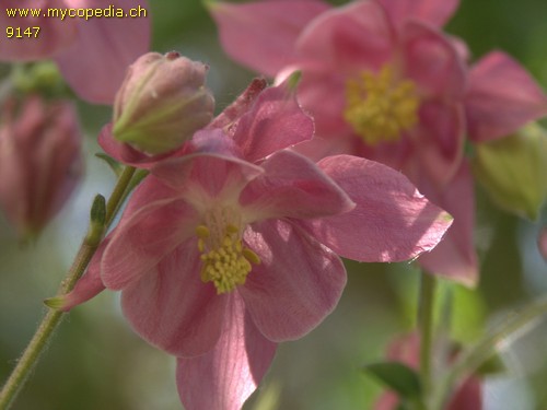 Aquilegia - 