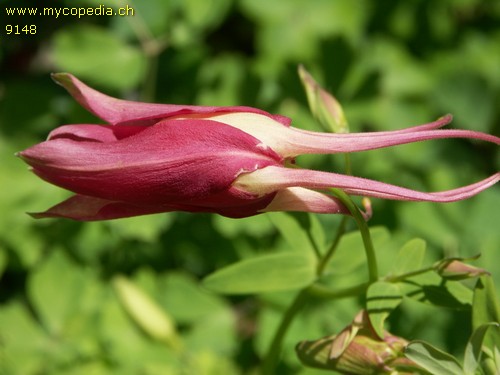 Aquilegia - 