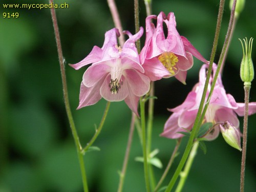 Aquilegia - 