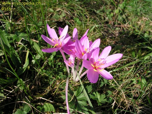 Colchicum autumnale - 