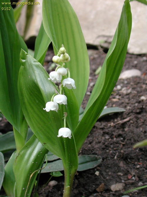 Convallaria majalis - 