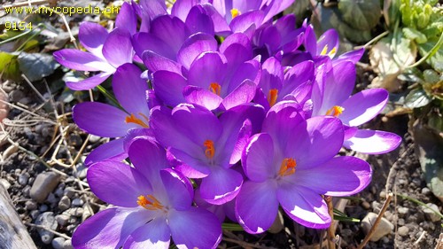 Crocus - 