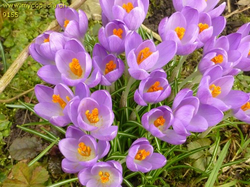 Crocus - 