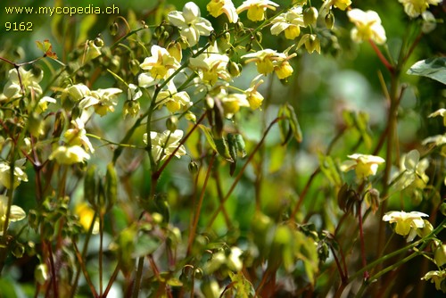 Epimedium - 