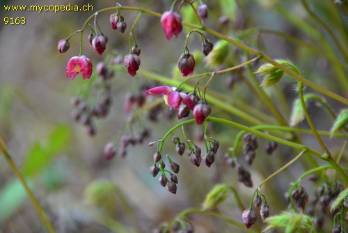 Epimedium - 