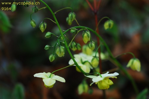 Epimedium - 