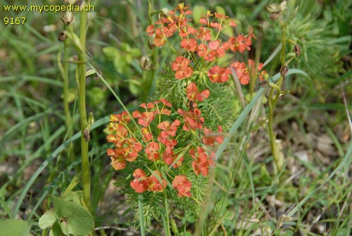 Euphorbia - 