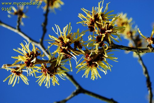 Hamamelis - 