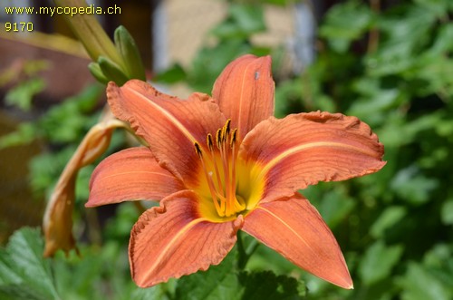 Hemerocallis fulva - 