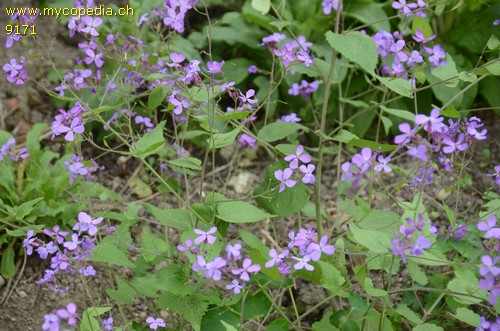 Lunaria annua - 