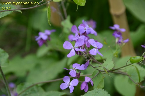 Lunaria annua - 