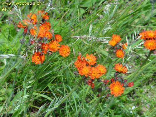 Hieracium aurantiacum - 