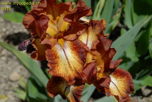 Iris barbata-elatior - 