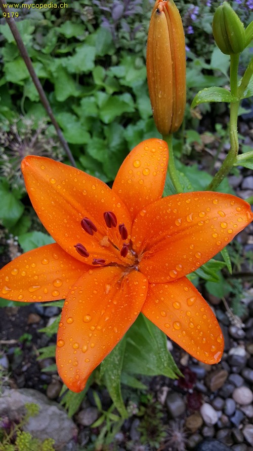 Lilium bulbiferum - 