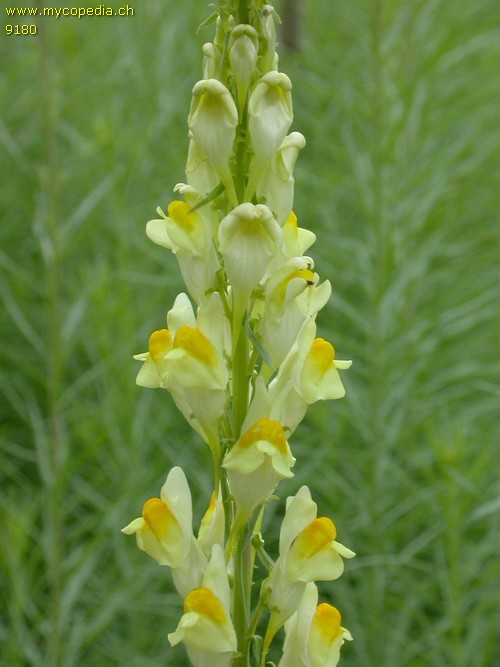 Linaria vulgaris - 