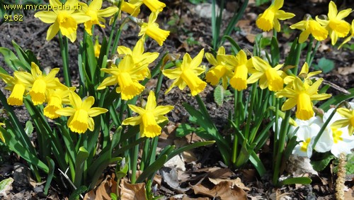 Narcissus pseudonarcissus - 