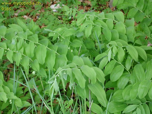 Polygonatum multiflorum - 