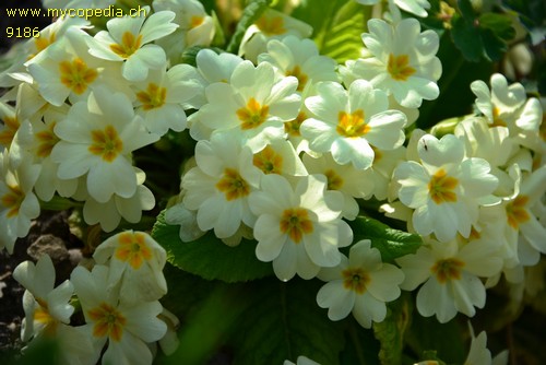 Primula vulgaris - 