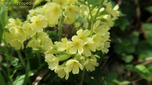 Primula elatior - 