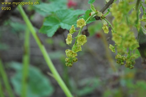 Ribes - 