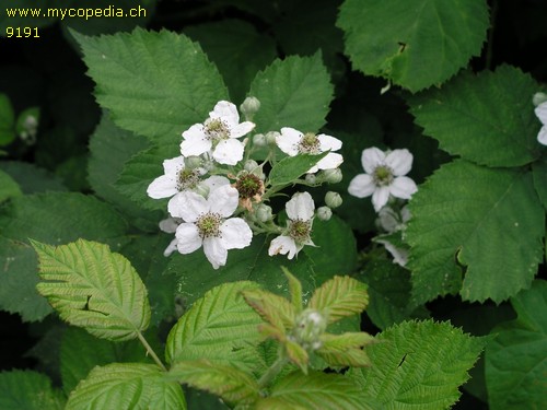 Rubus armeniacus - 