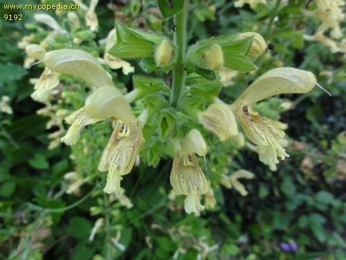 Salvia glutinosa (verschwunden) - 