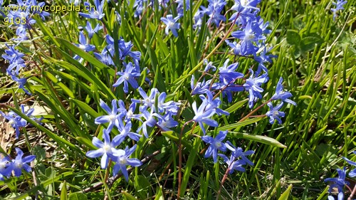 Scilla siberica - 