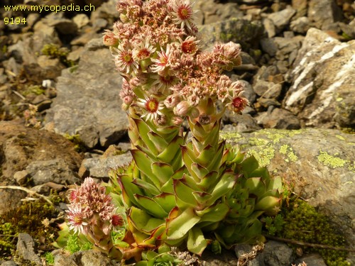 Sempervivum tectorum spp tectorum - 