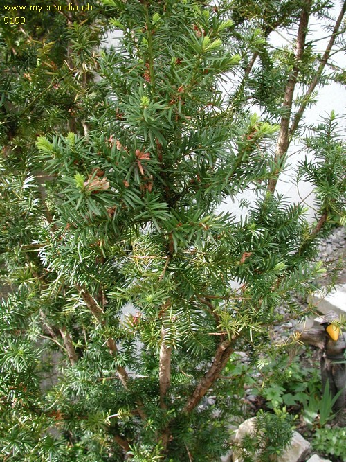 Taxus baccata - 