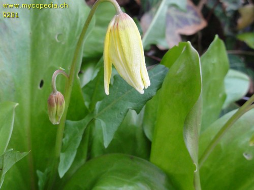 Tulipa sylvestris spp silvestris - 