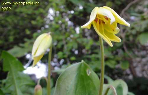 Tulipa sylvestris spp silvestris - 