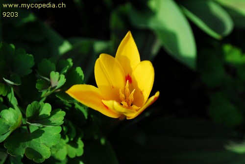 Tulipa sylvestris spp australis - 