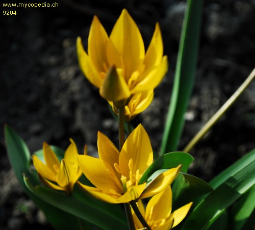 Tulipa sylvestris spp australis - 