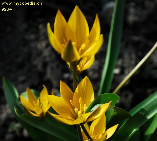 Tulipa sylvestris spp australis - 