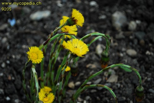 Tussilago farfara - 