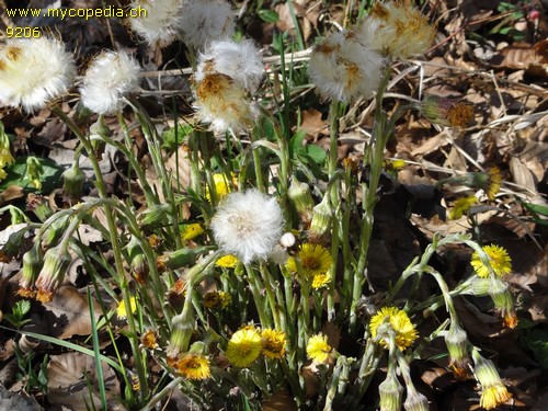 Tussilago farfara - 