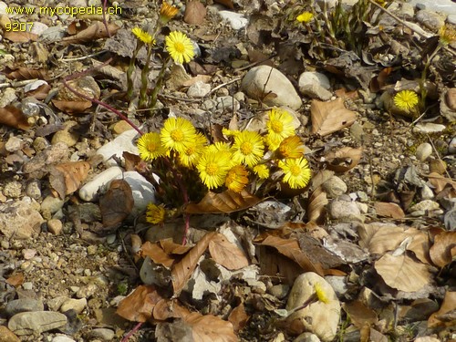 Tussilago farfara - 