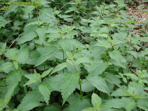 Urtica dioica - 