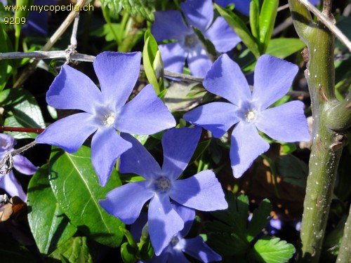 Vinca - 