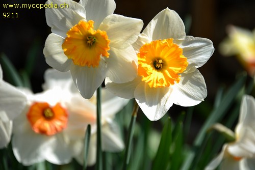 Narcissus - 