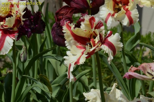 Tulipa - 