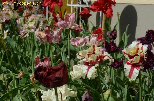 Tulipa - 