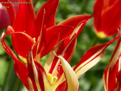 Tulipa - 