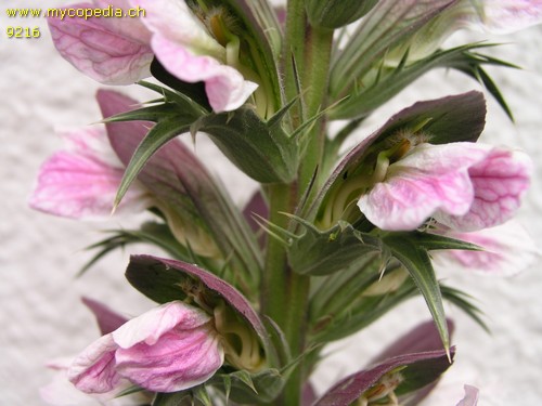 Acanthus spinosus - 