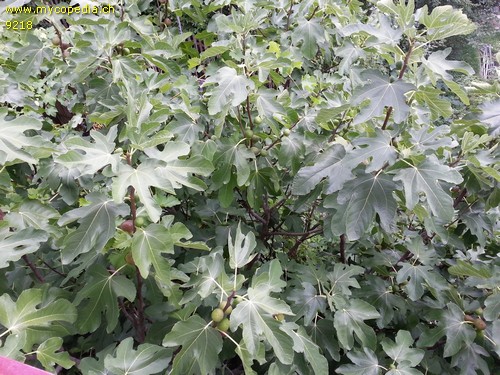 Ficus carica - 