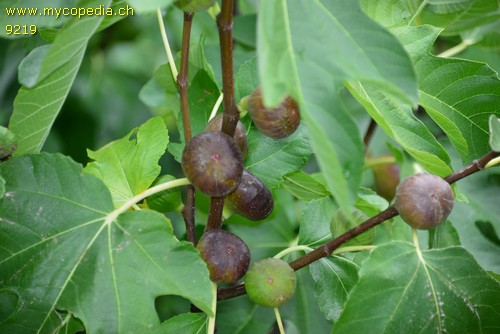 Ficus carica - 